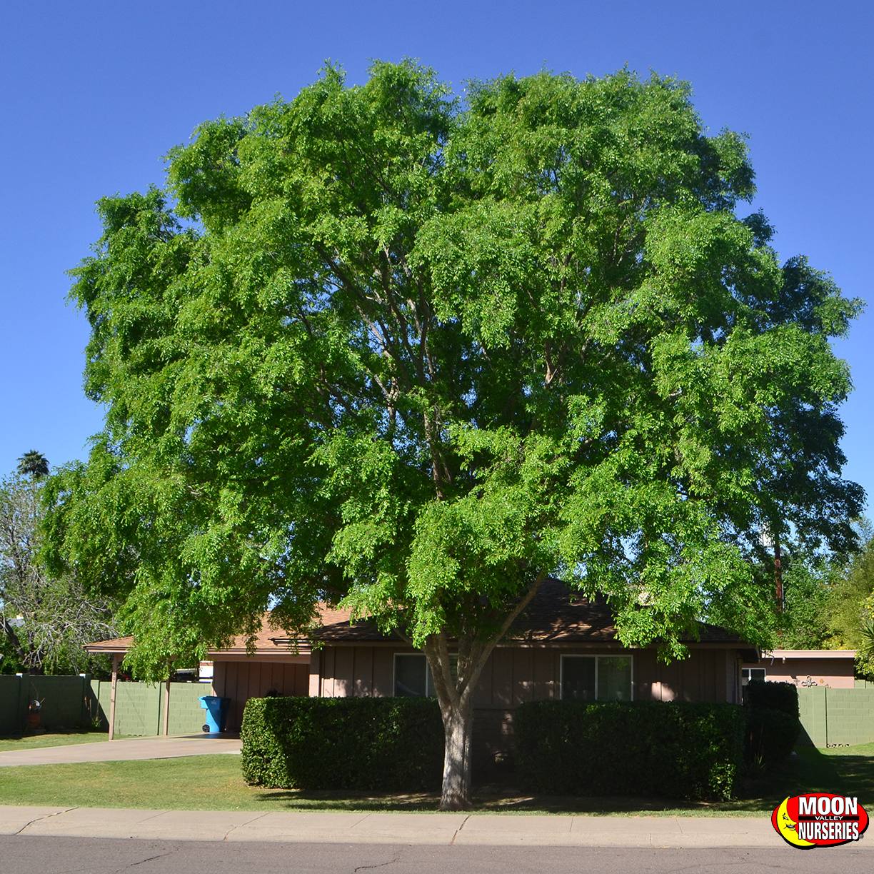 miniature chinese elm